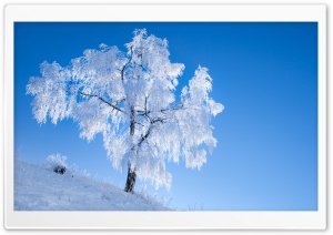 White Tree, Winter, Blue Sky Ultra HD Wallpaper for 4K UHD Widescreen desktop, tablet & smartphone