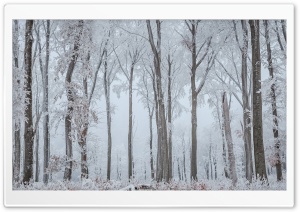 White Trees Ultra HD Wallpaper for 4K UHD Widescreen desktop, tablet & smartphone