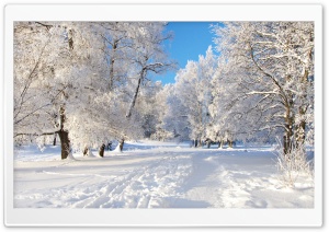 White Trees Ultra HD Wallpaper for 4K UHD Widescreen Desktop, Lockscreen, Screensaver, TV, Tablet, Smartphone