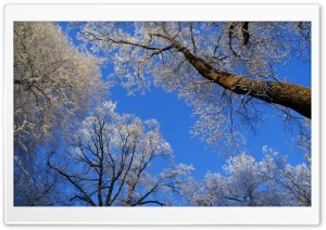 White Trees Against A Blue Sky Ultra HD Wallpaper for 4K UHD Widescreen desktop, tablet & smartphone