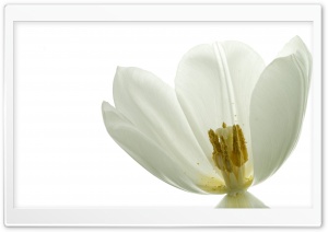 White Tulip Flower Macro Ultra HD Wallpaper for 4K UHD Widescreen desktop, tablet & smartphone