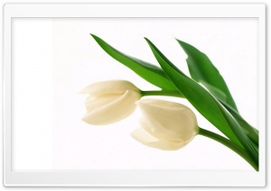 White Tulips Ultra HD Wallpaper for 4K UHD Widescreen desktop, tablet & smartphone