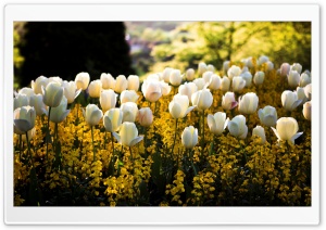 White Tulips Ultra HD Wallpaper for 4K UHD Widescreen desktop, tablet & smartphone