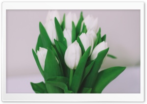 White Tulips Bouquet Ultra HD Wallpaper for 4K UHD Widescreen desktop, tablet & smartphone