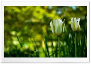 White Tulips In Spring Ultra HD Wallpaper for 4K UHD Widescreen desktop, tablet & smartphone