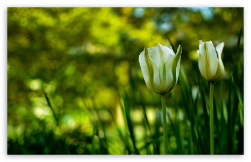 White Tulips In Spring UltraHD Wallpaper for HD 16:9 ; Widescreen 16:10 5:3 ; Fullscreen 4:3 5:4 3:2 ; Tablet 1:1 ; Mobile 3:5 3:4 ;