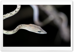 White Vine Snake Macro Ultra HD Wallpaper for 4K UHD Widescreen desktop, tablet & smartphone
