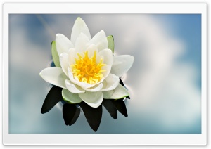 White Water Lily Ultra HD Wallpaper for 4K UHD Widescreen desktop, tablet & smartphone