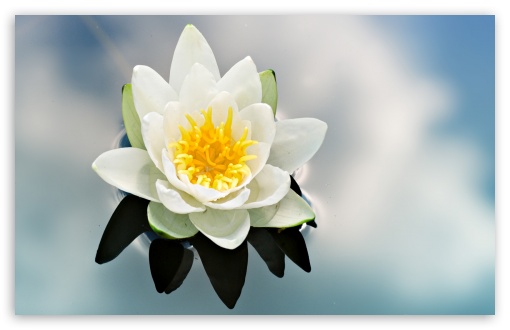 White Water Lily UltraHD Wallpaper for HD 16:9 ; Widescreen 16:10 5:3 ; Fullscreen 4:3 5:4 3:2 ; Tablet 1:1 ;