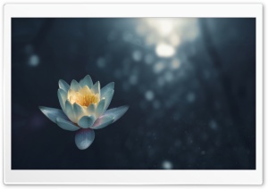 White Water Lily Flower Night Ultra HD Wallpaper for 4K UHD Widescreen desktop, tablet & smartphone