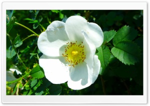 White Wild Rose Ultra HD Wallpaper for 4K UHD Widescreen desktop, tablet & smartphone