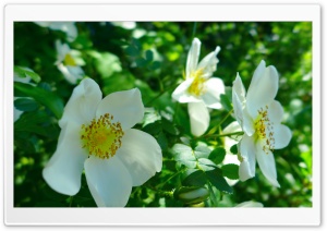 White Wild Roses Ultra HD Wallpaper for 4K UHD Widescreen desktop, tablet & smartphone
