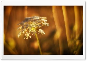 White Wildflower Ultra HD Wallpaper for 4K UHD Widescreen desktop, tablet & smartphone
