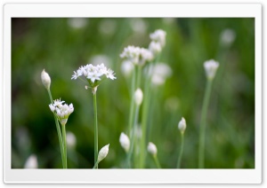 White Wildflowers Ultra HD Wallpaper for 4K UHD Widescreen desktop, tablet & smartphone