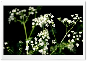 White Wildflowers Photography Ultra HD Wallpaper for 4K UHD Widescreen desktop, tablet & smartphone