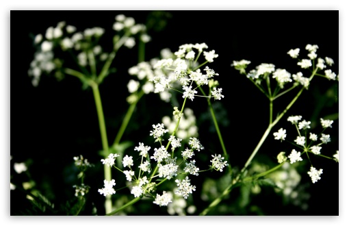 White Wildflowers Photography UltraHD Wallpaper for 8K UHD TV 16:9 Ultra High Definition 2160p 1440p 1080p 900p 720p ; Widescreen 16:10 5:3 WHXGA WQXGA WUXGA WXGA WGA ; Fullscreen 4:3 5:4 3:2 UXGA XGA SVGA QSXGA SXGA DVGA HVGA HQVGA ( Apple PowerBook G4 iPhone 4 3G 3GS iPod Touch ) ; Tablet 1:1 ; Mobile 3:4 - ;