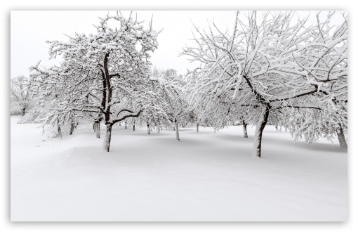 White Winter Landscape UltraHD Wallpaper for UHD 16:9 ; HD 16:9 ; UltraWide 21:9 24:10 ; Widescreen 16:10 5:3 ; Fullscreen 4:3 5:4 3:2 ; Tablet 1:1 ; Mobile 9:16 9:19.5 9:20 9:21 9:22 10:16 2:3 3:5 3:4 ;