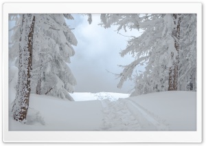 White Winter Snow Scene Ultra HD Wallpaper for 4K UHD Widescreen desktop, tablet & smartphone