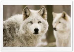 White Wolf Ultra HD Wallpaper for 4K UHD Widescreen desktop, tablet & smartphone