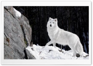 White Wolf Ultra HD Wallpaper for 4K UHD Widescreen desktop, tablet & smartphone