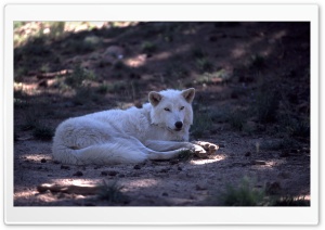 White Wolf by Dave Johnson Ultra HD Wallpaper for 4K UHD Widescreen desktop, tablet & smartphone