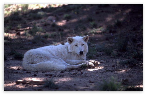 White Wolf by Dave Johnson UltraHD Wallpaper for Wide 16:10 5:3 Widescreen WHXGA WQXGA WUXGA WXGA WGA ; 8K UHD TV 16:9 Ultra High Definition 2160p 1440p 1080p 900p 720p ; Standard 4:3 5:4 3:2 Fullscreen UXGA XGA SVGA QSXGA SXGA DVGA HVGA HQVGA ( Apple PowerBook G4 iPhone 4 3G 3GS iPod Touch ) ; Tablet 1:1 ; iPad 1/2/Mini ; Mobile 4:3 5:3 3:2 16:9 5:4 - UXGA XGA SVGA WGA DVGA HVGA HQVGA ( Apple PowerBook G4 iPhone 4 3G 3GS iPod Touch ) 2160p 1440p 1080p 900p 720p QSXGA SXGA ;