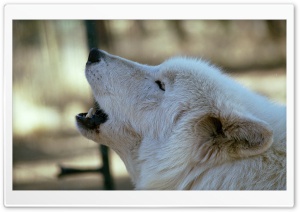 White Wolf Howling by Dave Johnson Ultra HD Wallpaper for 4K UHD Widescreen desktop, tablet & smartphone