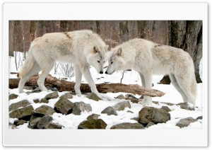 White wolves 4K UHD Wallpaper for Widescreen and UltraWide Desktop, UltraHD TV, Smartphone, Tablet