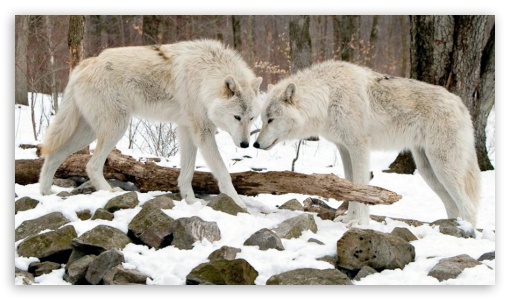 White wolves UltraHD Wallpaper for HD 16:9 ;