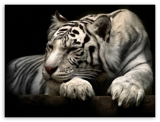 WhiteTiger UltraHD Wallpaper for Fullscreen 4:3 ;