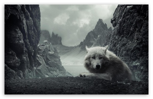 WhiteWolf UltraHD Wallpaper for Widescreen 16:10 ;