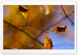 Whithered Autumn Leaves Ultra HD Wallpaper for 4K UHD Widescreen desktop, tablet & smartphone