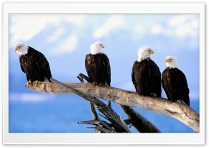 Wild And Free Bald Eagles Ultra HD Wallpaper for 4K UHD Widescreen desktop, tablet & smartphone