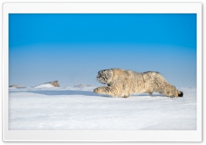 Wild Animal, Winter Ultra HD Wallpaper for 4K UHD Widescreen desktop, tablet & smartphone