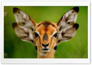 Wild Animals Ultra HD Wallpaper for 4K UHD Widescreen desktop, tablet & smartphone