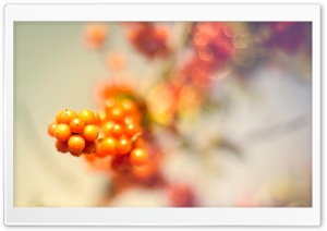 Wild Berries Ultra HD Wallpaper for 4K UHD Widescreen desktop, tablet & smartphone