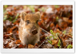 Wild Boar Piglet in the Netherlands Ultra HD Wallpaper for 4K UHD Widescreen desktop, tablet & smartphone