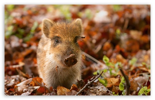 Wild Boar Piglet in the Netherlands UltraHD Wallpaper for HD 16:9 ; Widescreen 16:10 5:3 ; Fullscreen 4:3 5:4 3:2 ; Tablet 1:1 ; Mobile 3:5 3:4 ;