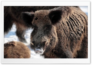 Wild Boar Winter Ultra HD Wallpaper for 4K UHD Widescreen desktop, tablet & smartphone