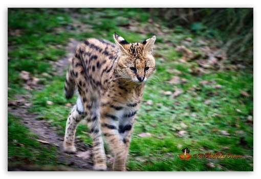 Wild Cat UltraHD Wallpaper for Fullscreen 3:2 ;