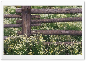 Wild Chamomile Gunnison National Forest Colorado 4K UHD Wallpaper for Widescreen and UltraWide Desktop, UltraHD TV, Smartphone, Tablet