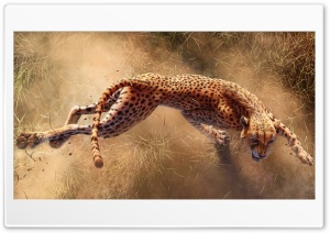 Wild Cheetah Animal Ultra HD Wallpaper for 4K UHD Widescreen desktop, tablet & smartphone