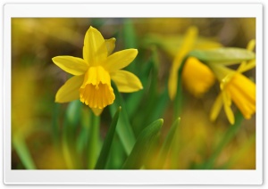 Wild Daffodils Ultra HD Wallpaper for 4K UHD Widescreen desktop, tablet & smartphone