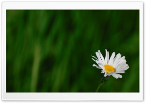 Wild Daisy Ultra HD Wallpaper for 4K UHD Widescreen desktop, tablet & smartphone
