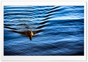 Wild Duck Ultra HD Wallpaper for 4K UHD Widescreen desktop, tablet & smartphone