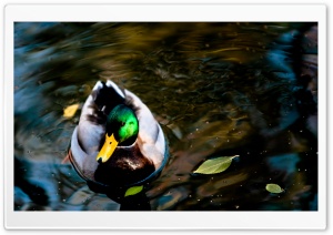 Wild Duck Ultra HD Wallpaper for 4K UHD Widescreen desktop, tablet & smartphone