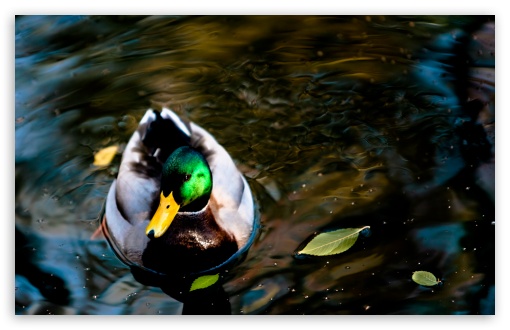 Wild Duck UltraHD Wallpaper for Wide 16:10 5:3 Widescreen WHXGA WQXGA WUXGA WXGA WGA ; 8K UHD TV 16:9 Ultra High Definition 2160p 1440p 1080p 900p 720p ; Standard 4:3 5:4 3:2 Fullscreen UXGA XGA SVGA QSXGA SXGA DVGA HVGA HQVGA ( Apple PowerBook G4 iPhone 4 3G 3GS iPod Touch ) ; Tablet 1:1 ; iPad 1/2/Mini ; Mobile 4:3 5:3 3:2 16:9 5:4 - UXGA XGA SVGA WGA DVGA HVGA HQVGA ( Apple PowerBook G4 iPhone 4 3G 3GS iPod Touch ) 2160p 1440p 1080p 900p 720p QSXGA SXGA ; Dual 5:4 QSXGA SXGA ;