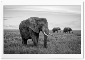Wild Elephant Herd in the Serengeti 4K UHD Wallpaper for Widescreen and UltraWide Desktop, UltraHD TV, Smartphone, Tablet
