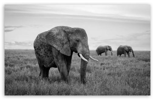 Wild Elephant Herd in the Serengeti UltraHD Wallpaper for UHD 16:9 ; HD 16:9 ; UltraWide 21:9 24:10 ; Widescreen 16:10 ; Fullscreen 3:2 ; Tablet 1:1 ;