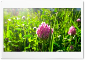 Wild Flower 4K UHD Wallpaper for Widescreen and UltraWide Desktop, UltraHD TV, Smartphone, Tablet